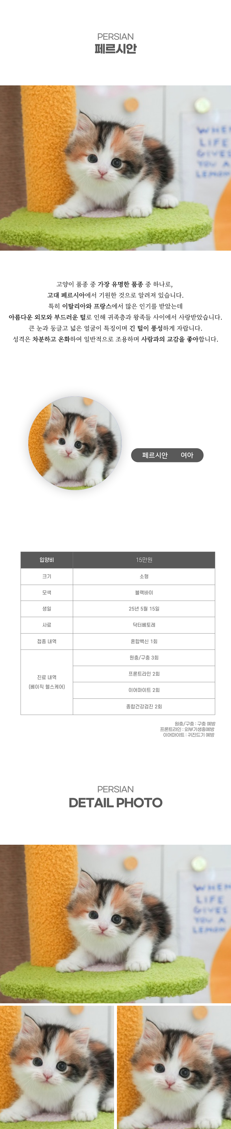 페르시안_상세이미지_2